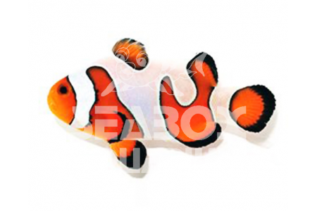 Amphiprion Ocellaris 'Royal Fancy White'