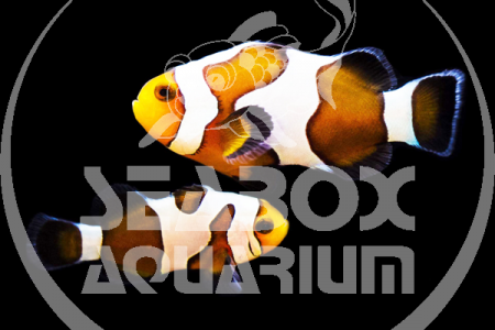 Amphiprion Ocellaris 'Royal Fancy White'