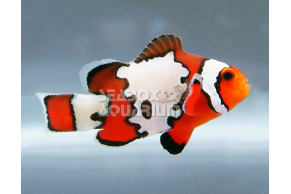 Amphiprion Ocellaris 'Snowflake'