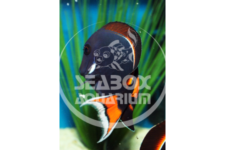 ACANTHURUS ACHILLES