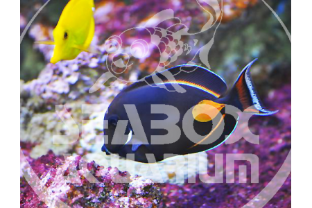 ACANTHURUS ACHILLES