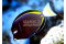 Acanthurus Glaucopareius