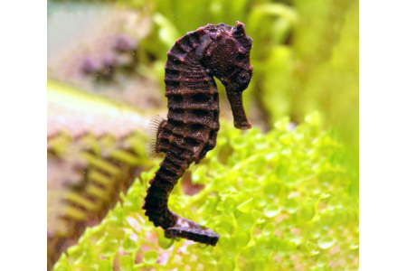 Hippocampus Kuda - COPPIA