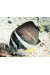 Acanthurus Guttatus