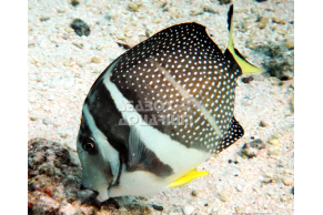 Acanthurus Guttatus