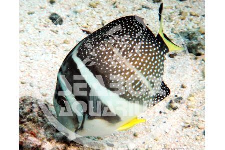 Acanthurus Guttatus