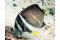 Acanthurus Guttatus