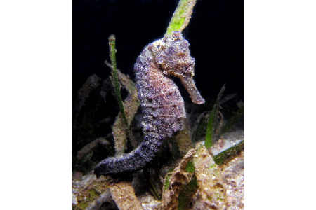 Hippocampus Kuda - COPPIA