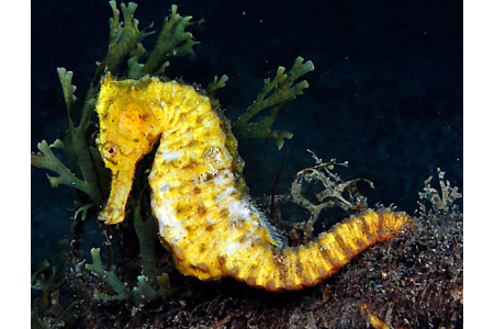 Hippocampus Kuda - COPPIA