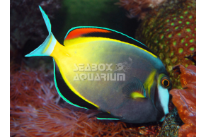 Acanthurus Japonicus