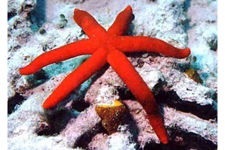 Echinaster Luzonicus