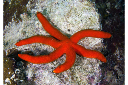 Echinaster Luzonicus