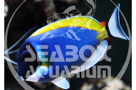 Acanthurus Leucosternon