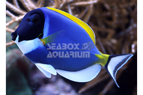 Acanthurus Leucosternon