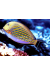 Acanthurus Lineatus