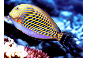 Acanthurus Lineatus