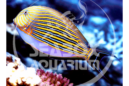 Acanthurus Lineatus