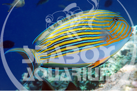 Acanthurus Lineatus