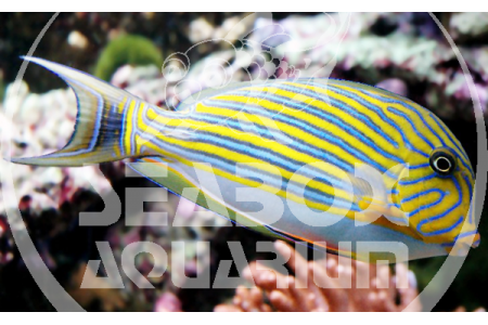 Acanthurus Lineatus