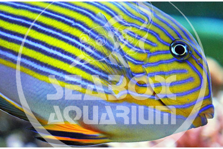 Acanthurus Lineatus