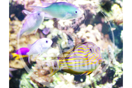 Acanthurus Lineatus