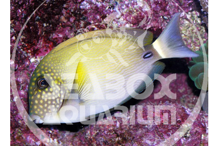 Acanthurus Maculiceps