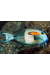 Acanthurus Olivaceus