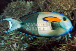 Acanthurus Olivaceus