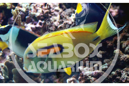 Acanthurus Olivaceus