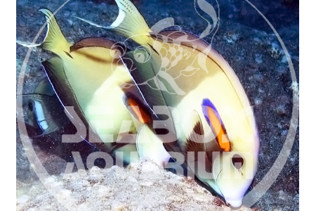 Acanthurus Olivaceus