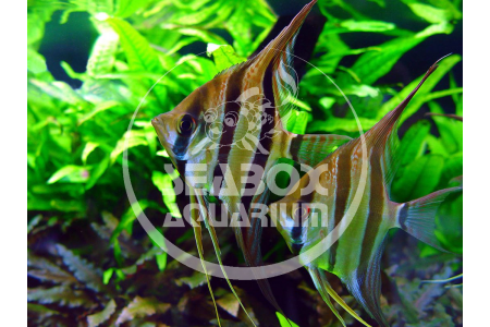 Pterophyllum Scalare