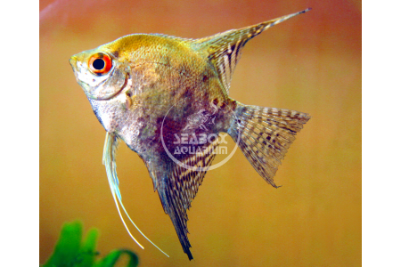 Pterophyllum Scalare