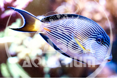 Acanthurus Sohal