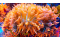 Entacmaea Quadricolor ( anemone a bolle rosso)