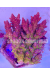 acropora sp. australia