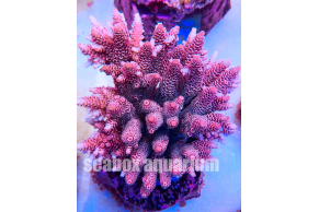 acropora millepora rosa