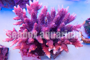 acropora millepora rosa