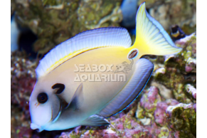 Acanthurus Tennenti