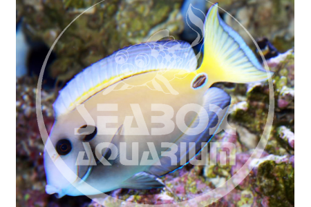 Acanthurus Tennenti