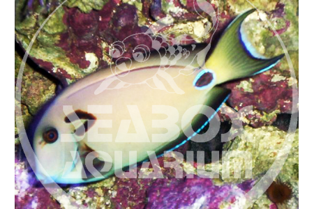 Acanthurus Tennenti