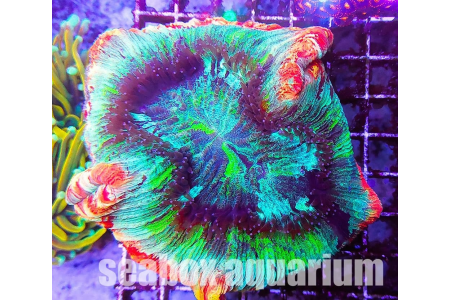 Trachyphyllia geoffroyi "ultra"