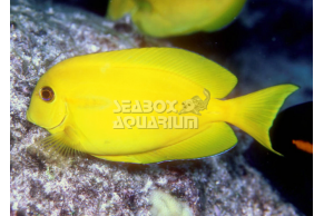 Acanthurus Olivaceus - Livrea: Giovane