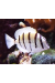 Acanthurus Triostegus