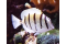 Acanthurus Triostegus