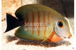 Acanthurus Tristis