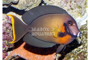 Acanthurus Pyroferus