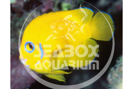 Acanthurus Pyroferus - Livrea: Giovane