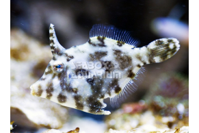 Acreichthys Tomentosus