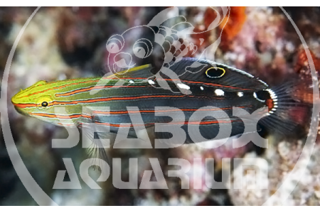 Amblygobius Rainfordi