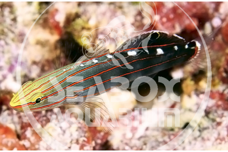 Amblygobius Rainfordi